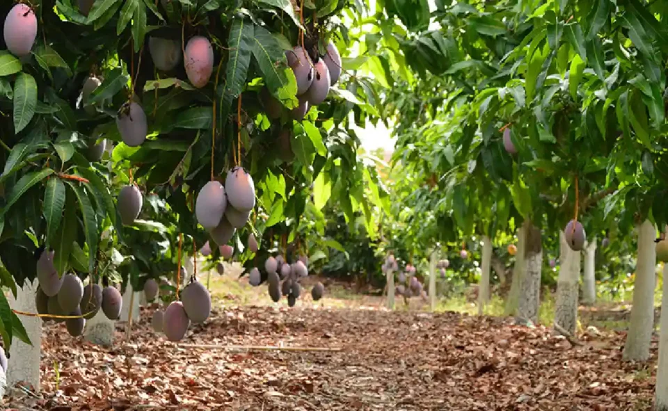 cultivo de mangos