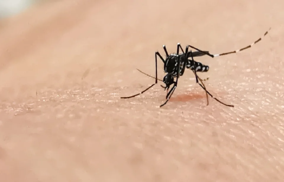El virus del Nilo gana territorio en Málaga: ya van ocho caballos contagiados