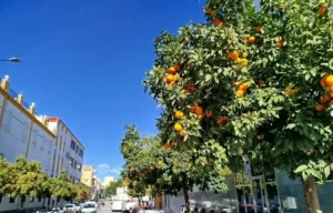 ¿Para qué sirven las naranjas que adornan la ciudad de Málaga?