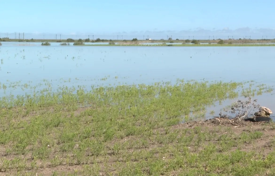 Agricultores andaluces calculan 30.000 hectáreas afectadas de cultivo por el temporal, "es imposible sacar el agua hasta dentro de dos meses