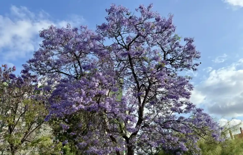 La jacaranda tiñe de morado Málaga: las dos caras de la moneda de este árbol sudamericano