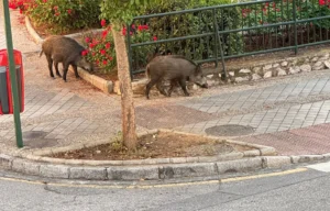 jabalies bola de oro granada