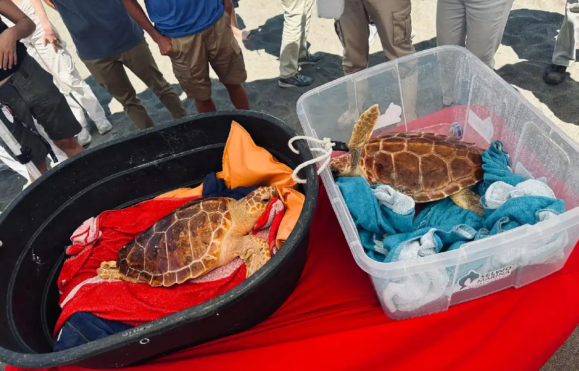 Las dos tortugas antes de ser liberadas al mar. FIRMA: ALBA TENZA