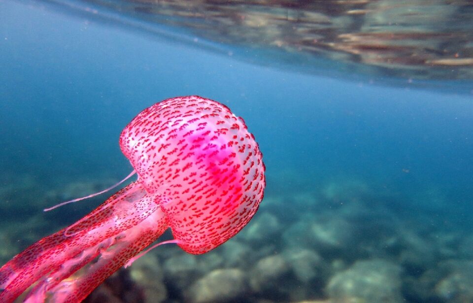 Medusa en el Mediterráneo. Foto Javier Ortiz