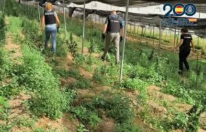 desmantelada finca albondon marihuana (1)