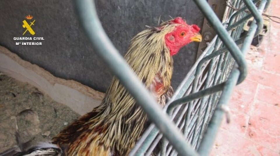 gallos churriana de la vega