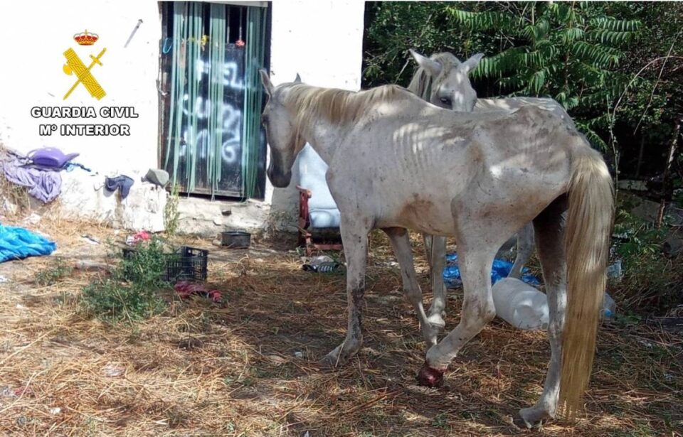 caballos cadiar
