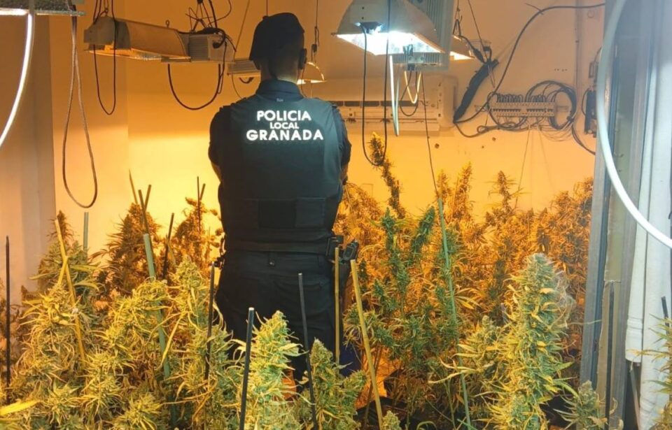 marihuana piso granada (1)