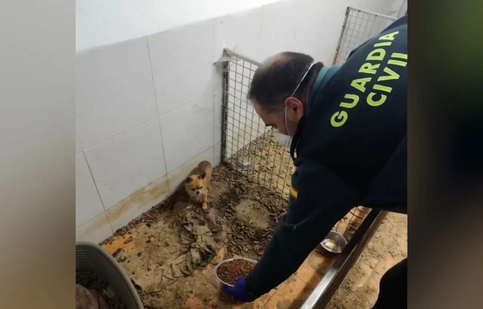 Hallan 250 animales muertos y 171 en riesgo vital en un criadero clandestino en A Coruña