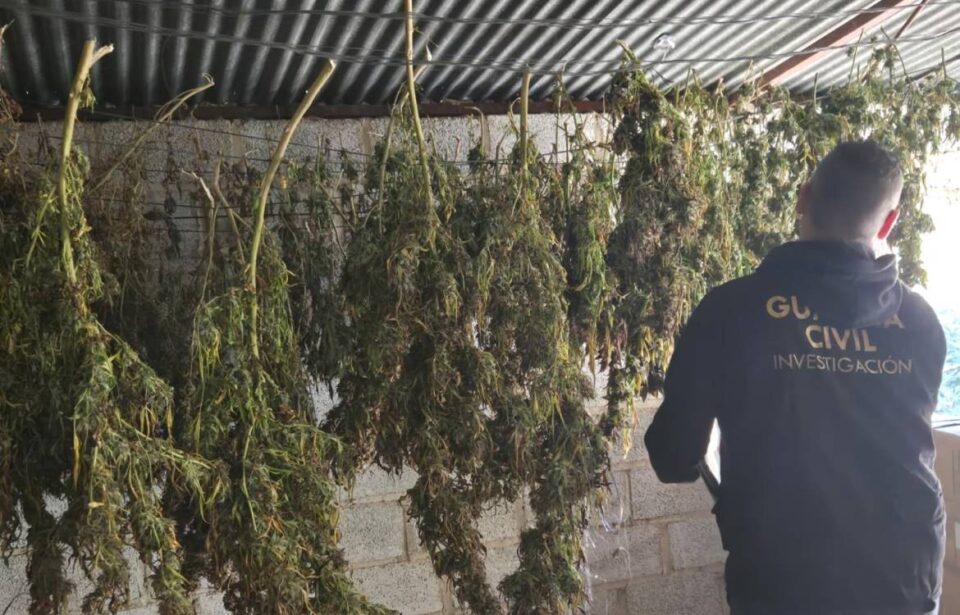 marihuana benalua (1)