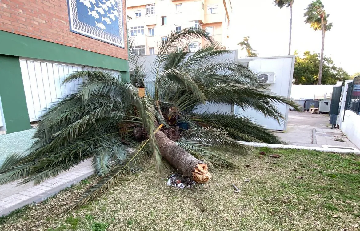 Susto en un instituto de Benalmádena por la caída de una palmera