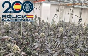 marihuana granada zona norte