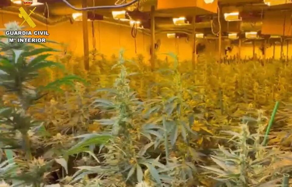 marihuana fuente vaqueros