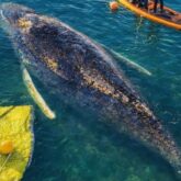 RESCATE-BALLENA-TIMMY RESCATE-BALLENA-TIMMY