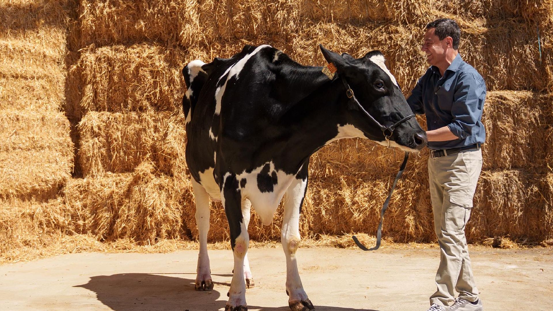 Juanma Moreno se encomienda a la vaca Blanca, su nuevo «talismán» tras la muerte de Fadie