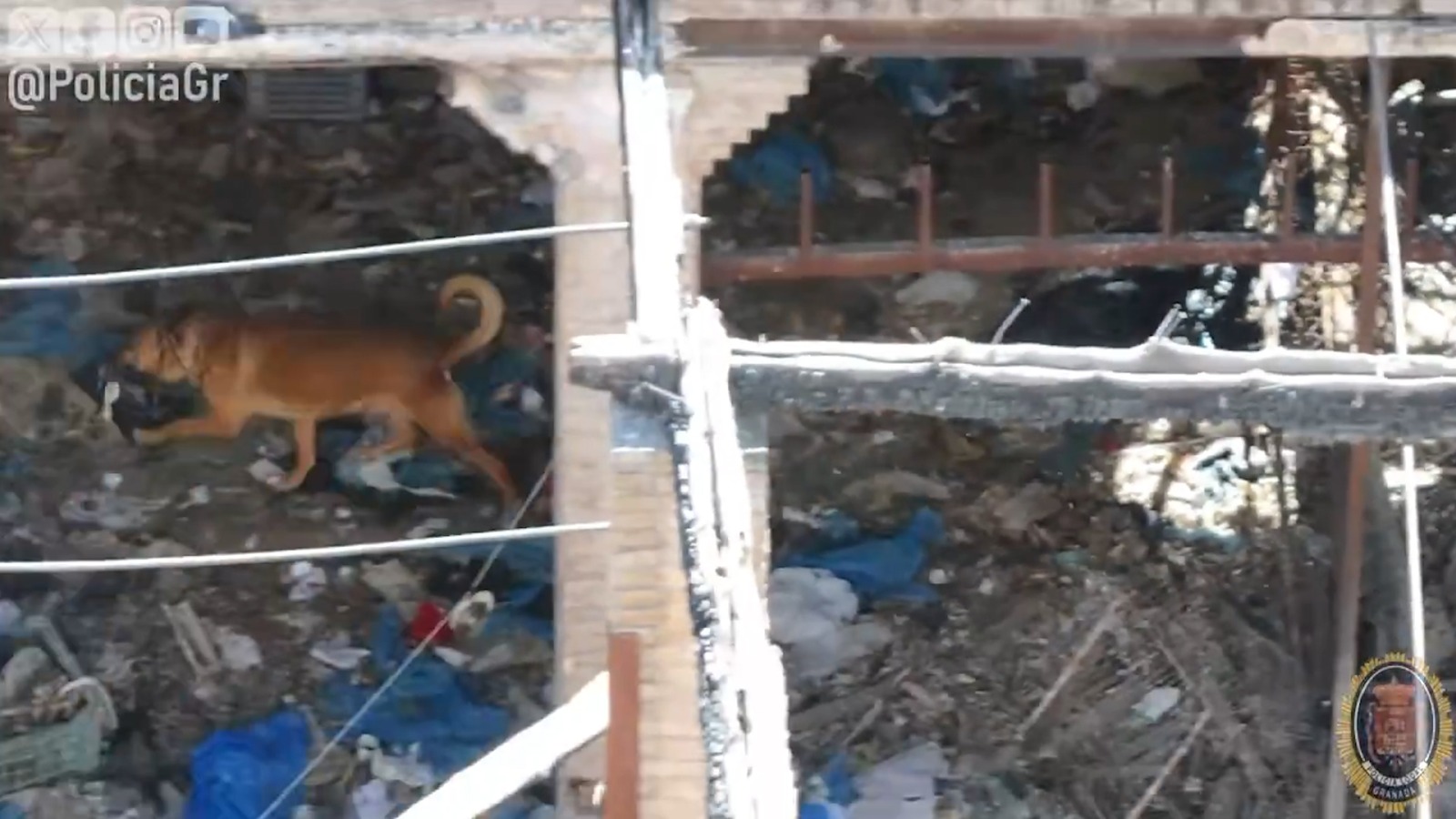 perro-atrapado-basura-escombros-edificio-ruinas-cerrillo-maracena-granada-policia-local