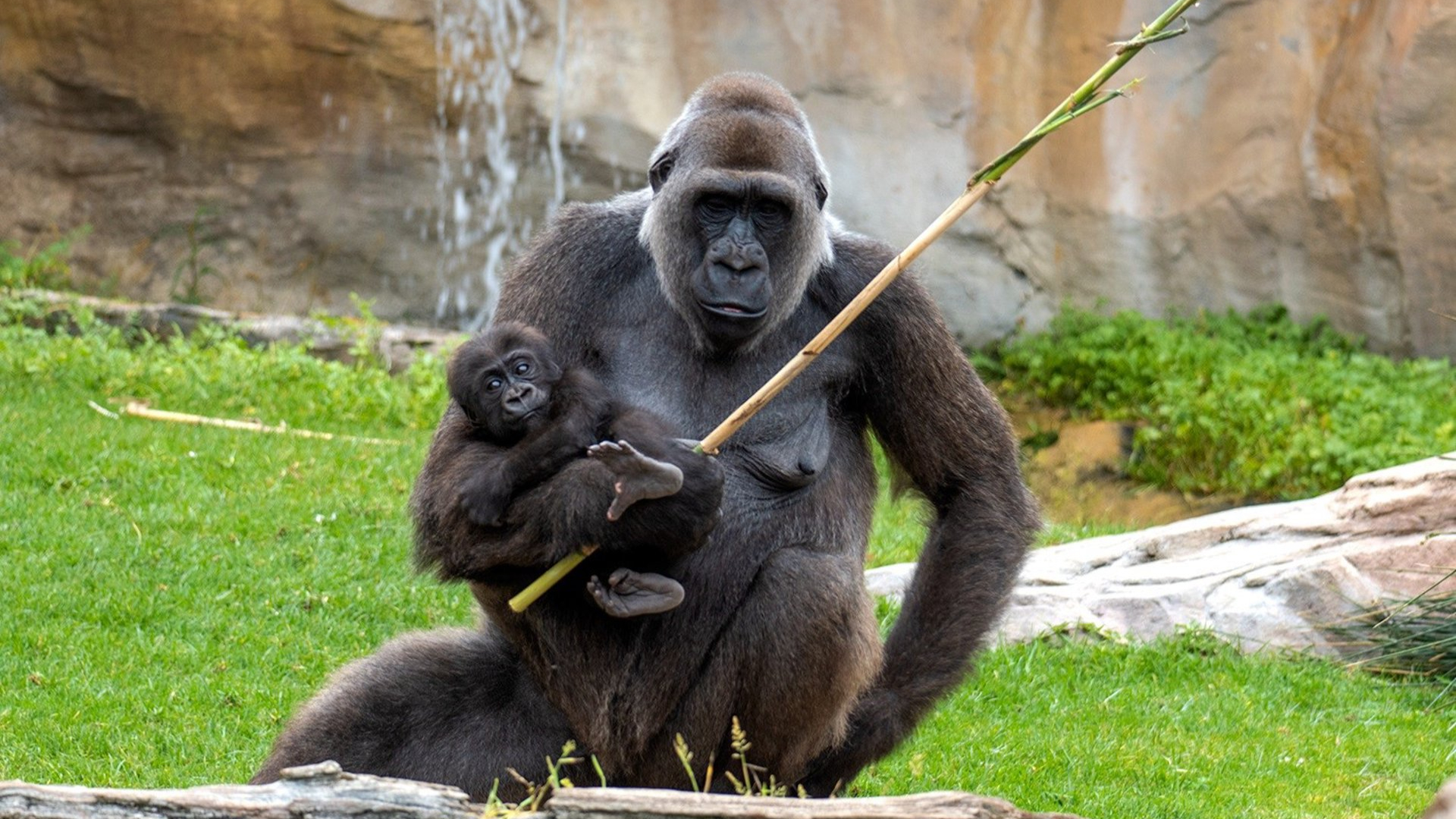Bioparc-Fuengirola
