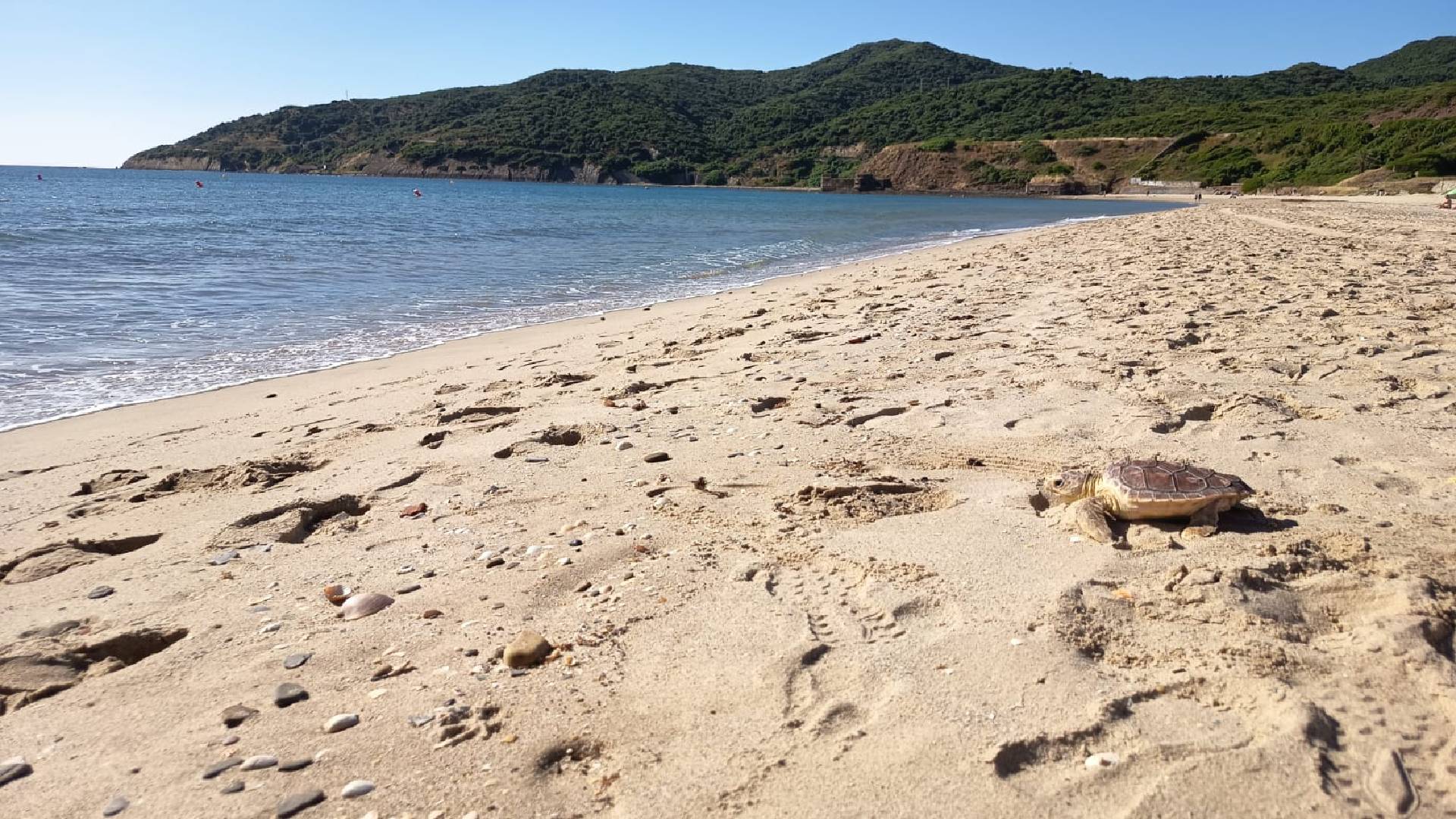 TORTUGAS-BOBAS-AGECIRAS