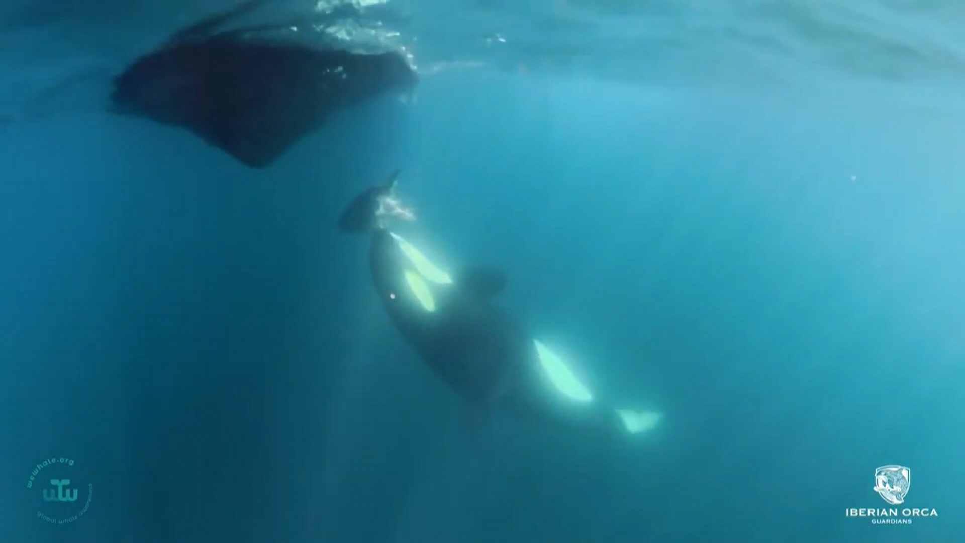 orca-estrecho-atun-video