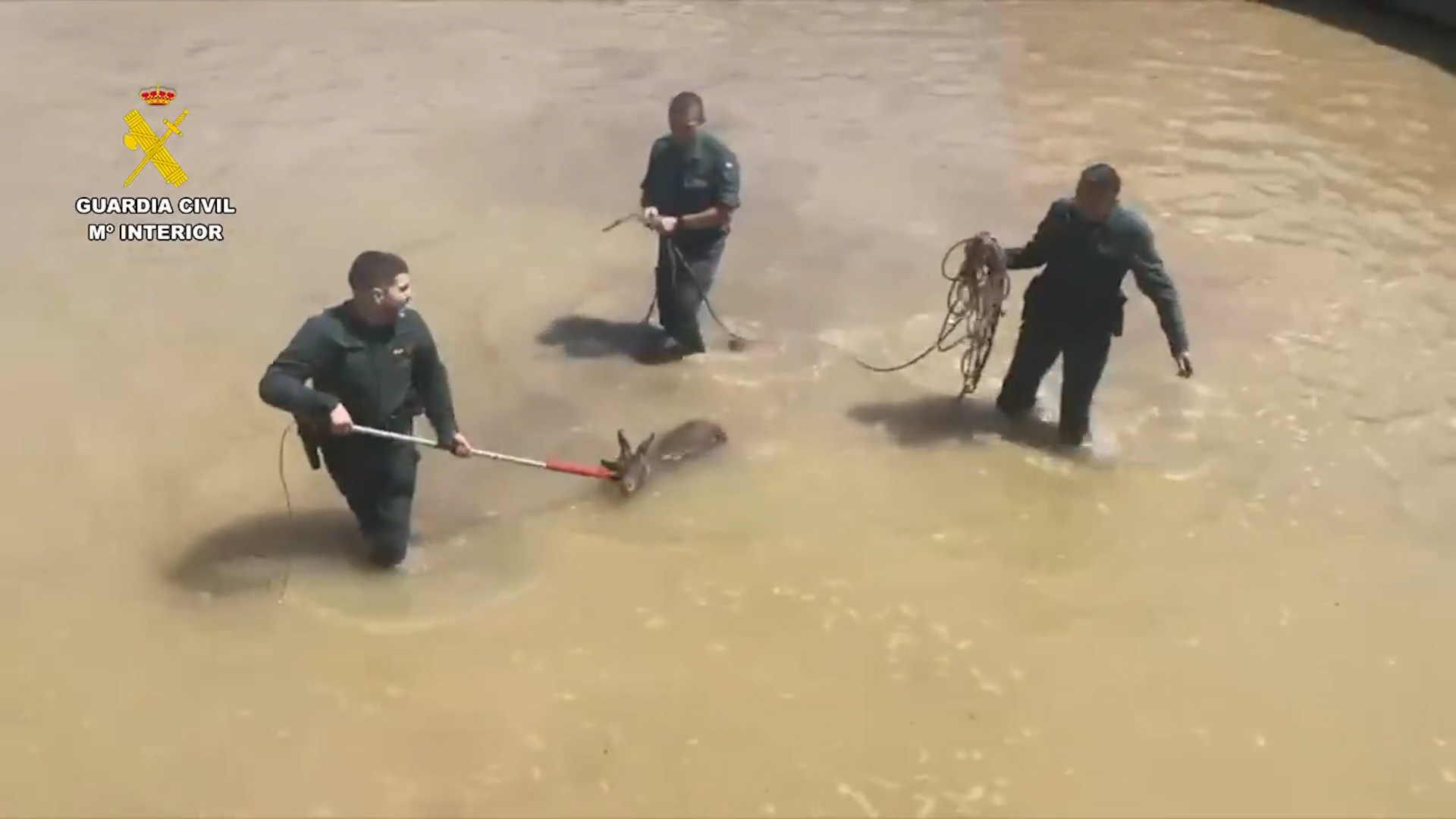 La Guardia Civil salva a una cabra montesa atrapada en una balsa de riego en Cártama