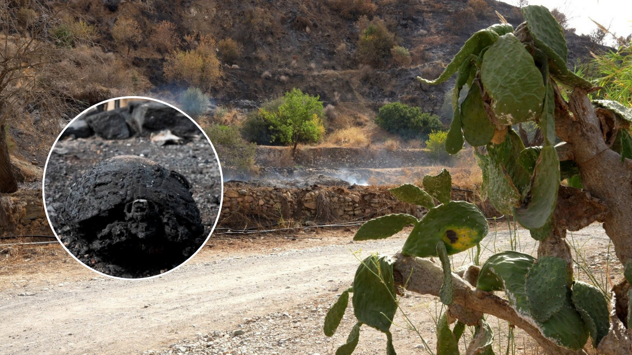 Los animales, las otras víctimas en Los Gallardos: el fuego «se ha llevado a muchísimos por delante»