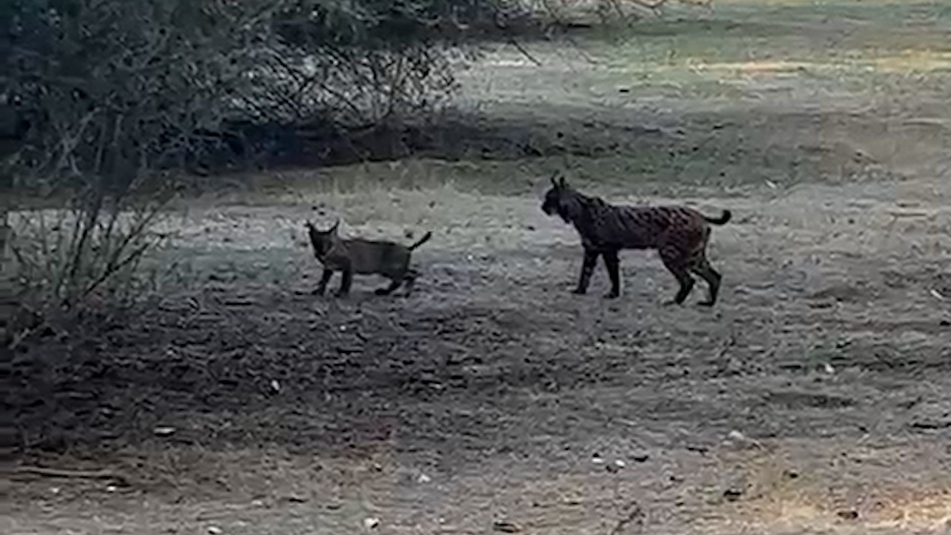 Dos linces sorprenden a un hombre durante un paseo por los pinares de Aznalcázar