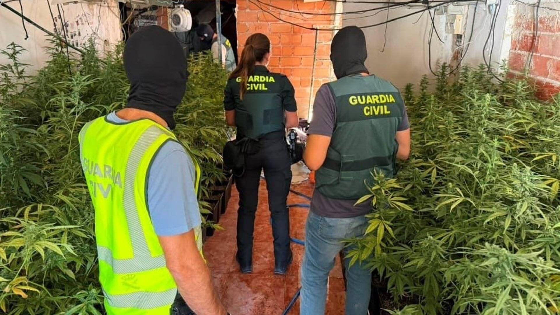 marihuana