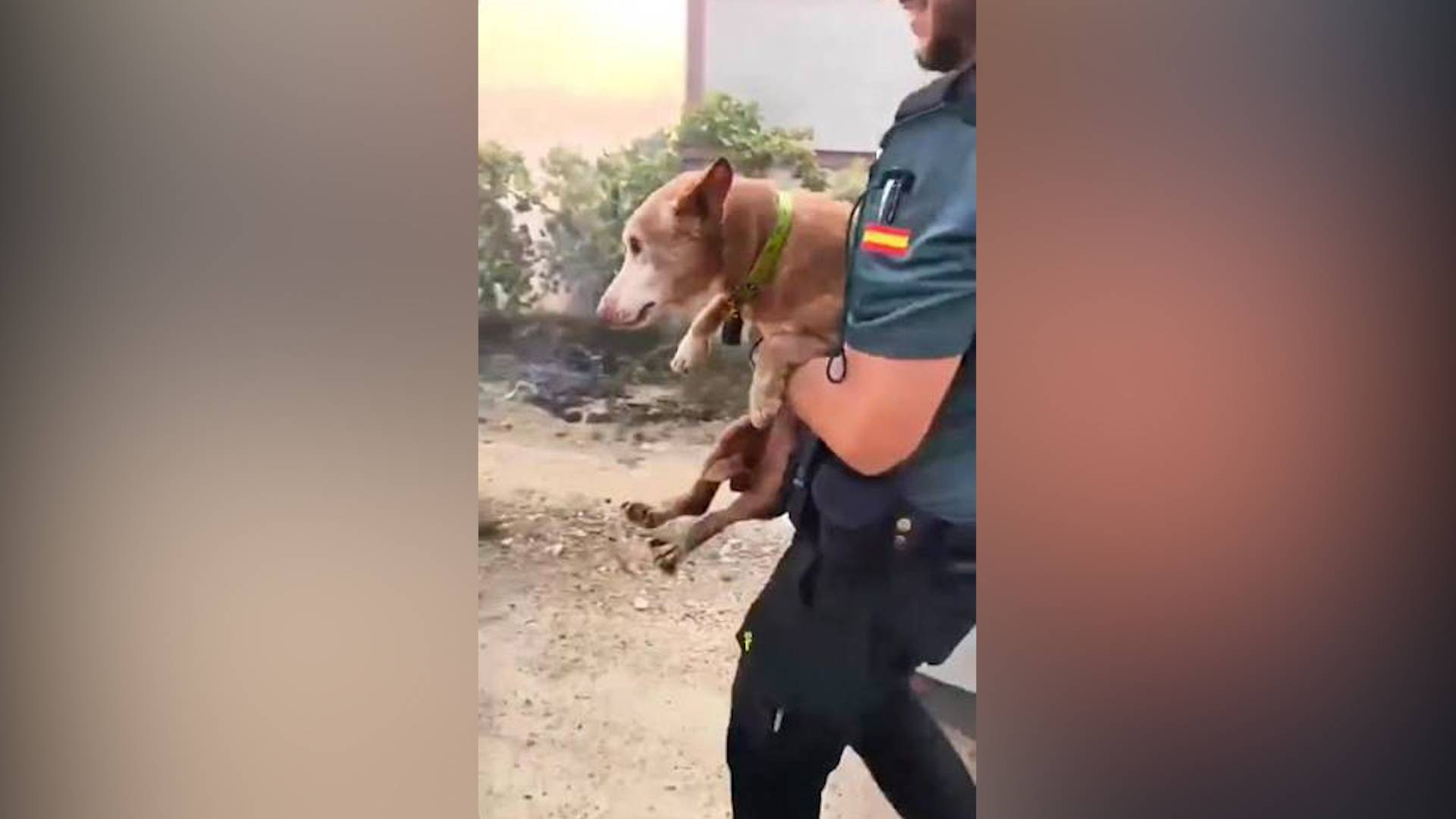 Animales en el incendio de Los Gallardos