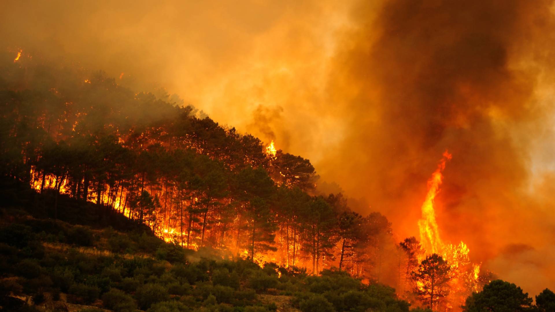 España supera las 130.000 hectáreas calcinadas antes de agosto: uno de los peores arranques de verano en más de 40 años