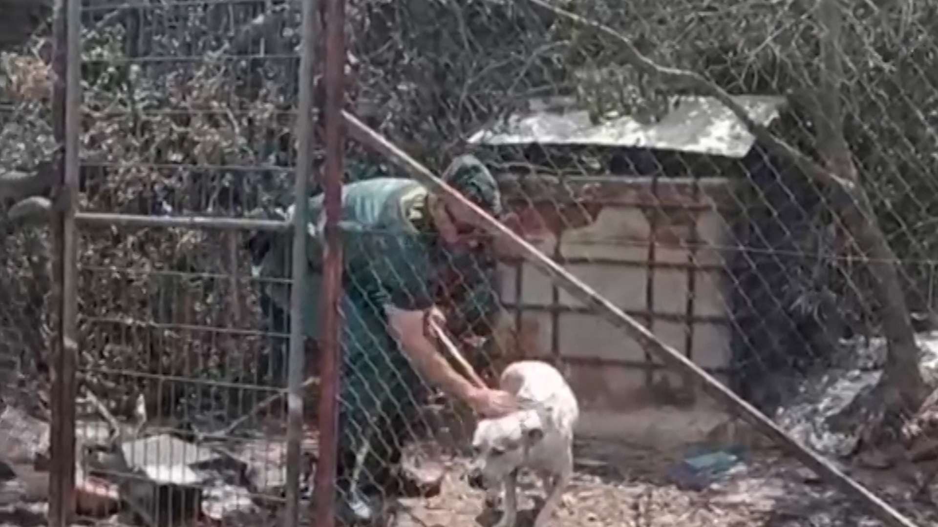 Vídeo: la Guardia Civil rescata a un perro que quedó atrapado por el incendio en Los Gallardos