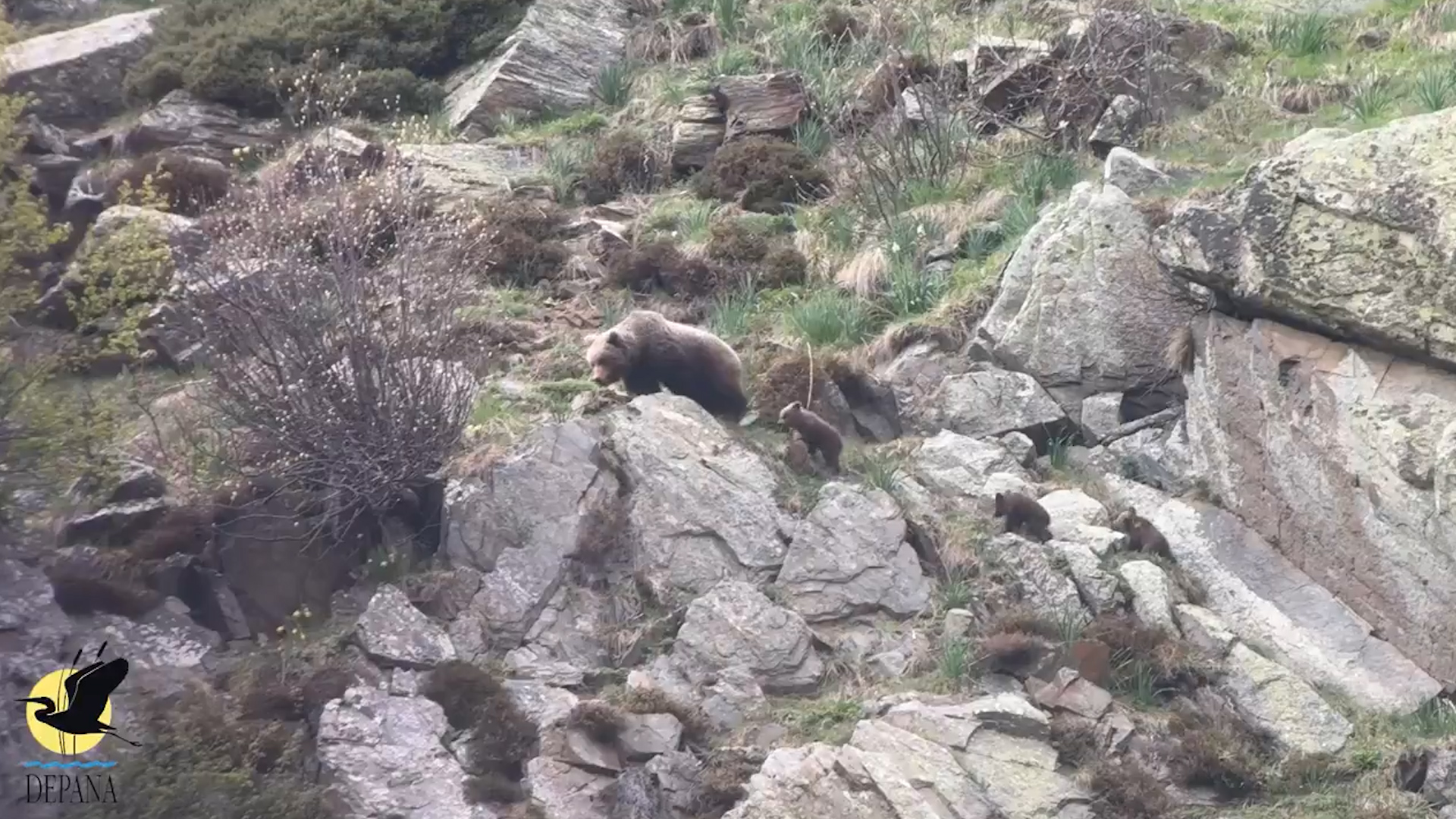 Un hito sin precedentes: graban la vida de dos osas con tres crías cada una en el Pirineo catalán