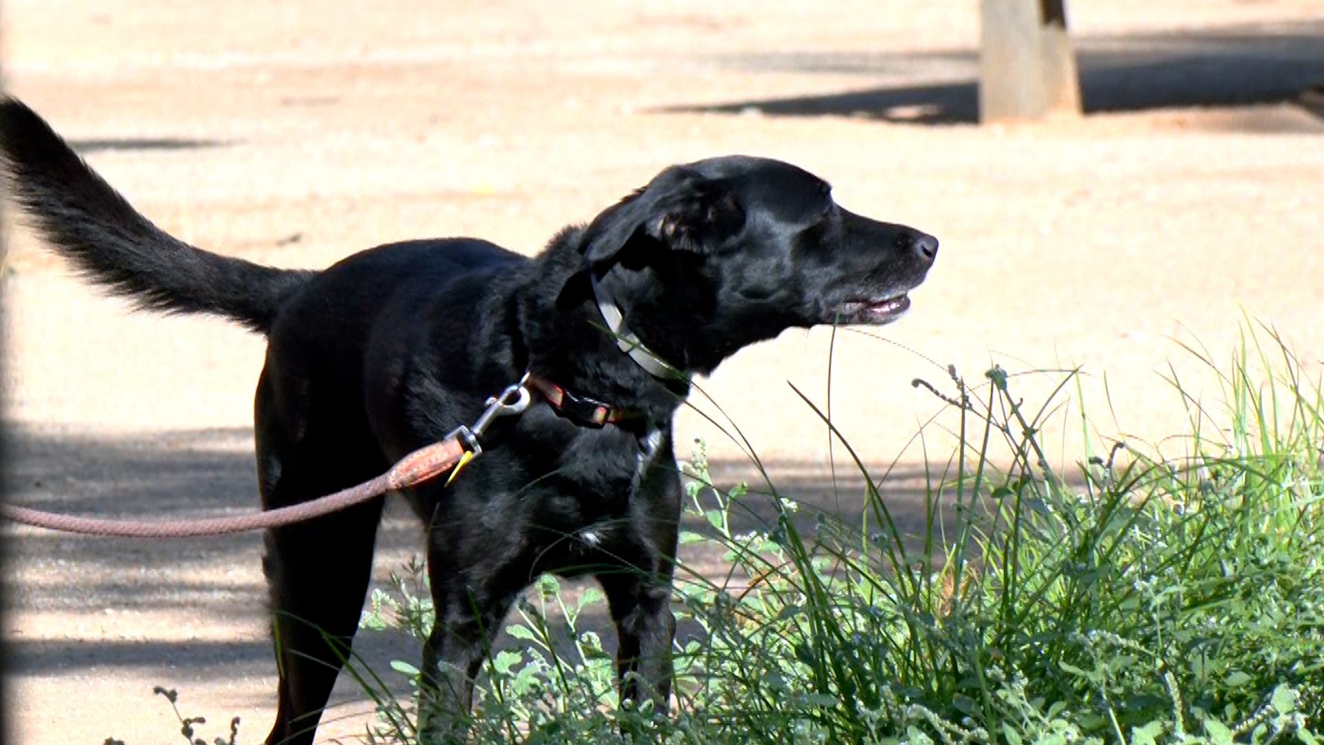 Un calor letal para las mascotas: «Un simple paseo puede ser bastante peligroso»