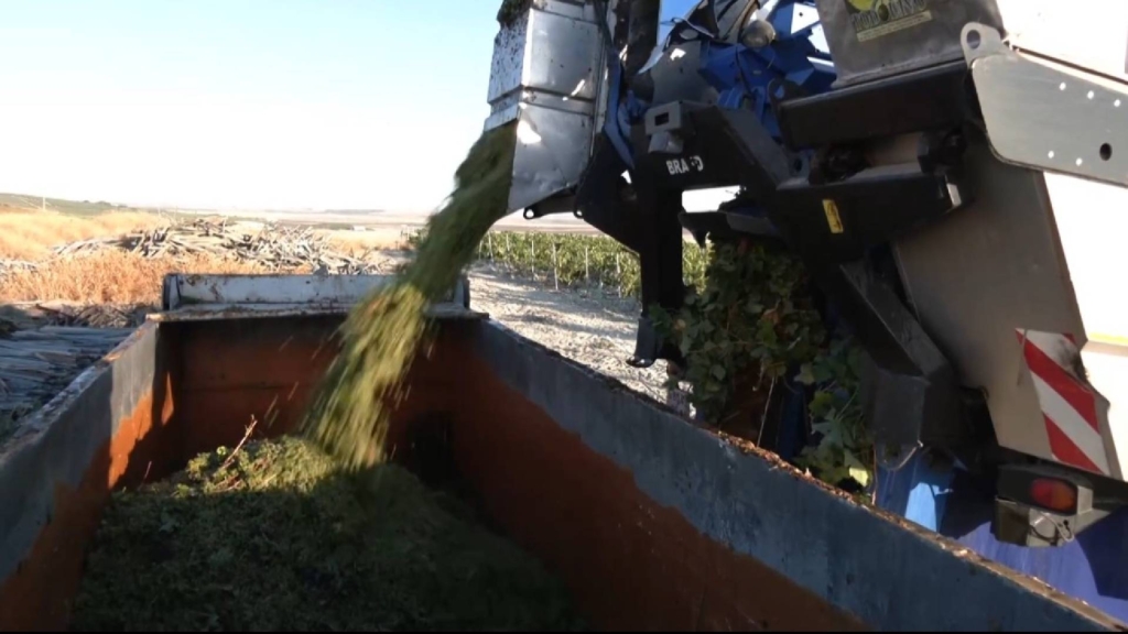 Cádiz: una vendimia histórica, uva excelente y el reto de las exportaciones