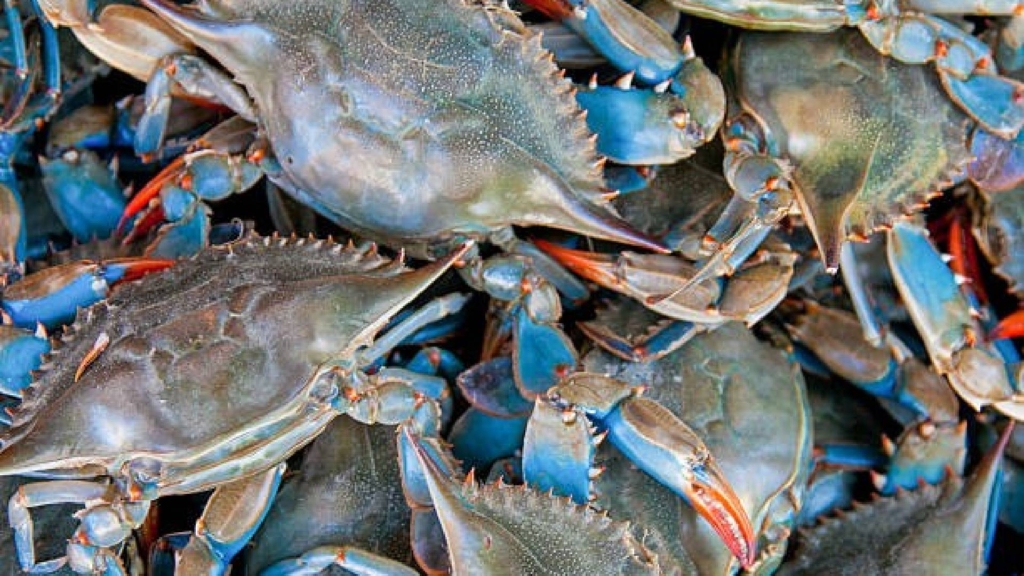 El cangrejo azul: la crónica de una invasión que terminó en la alta cocina gaditana