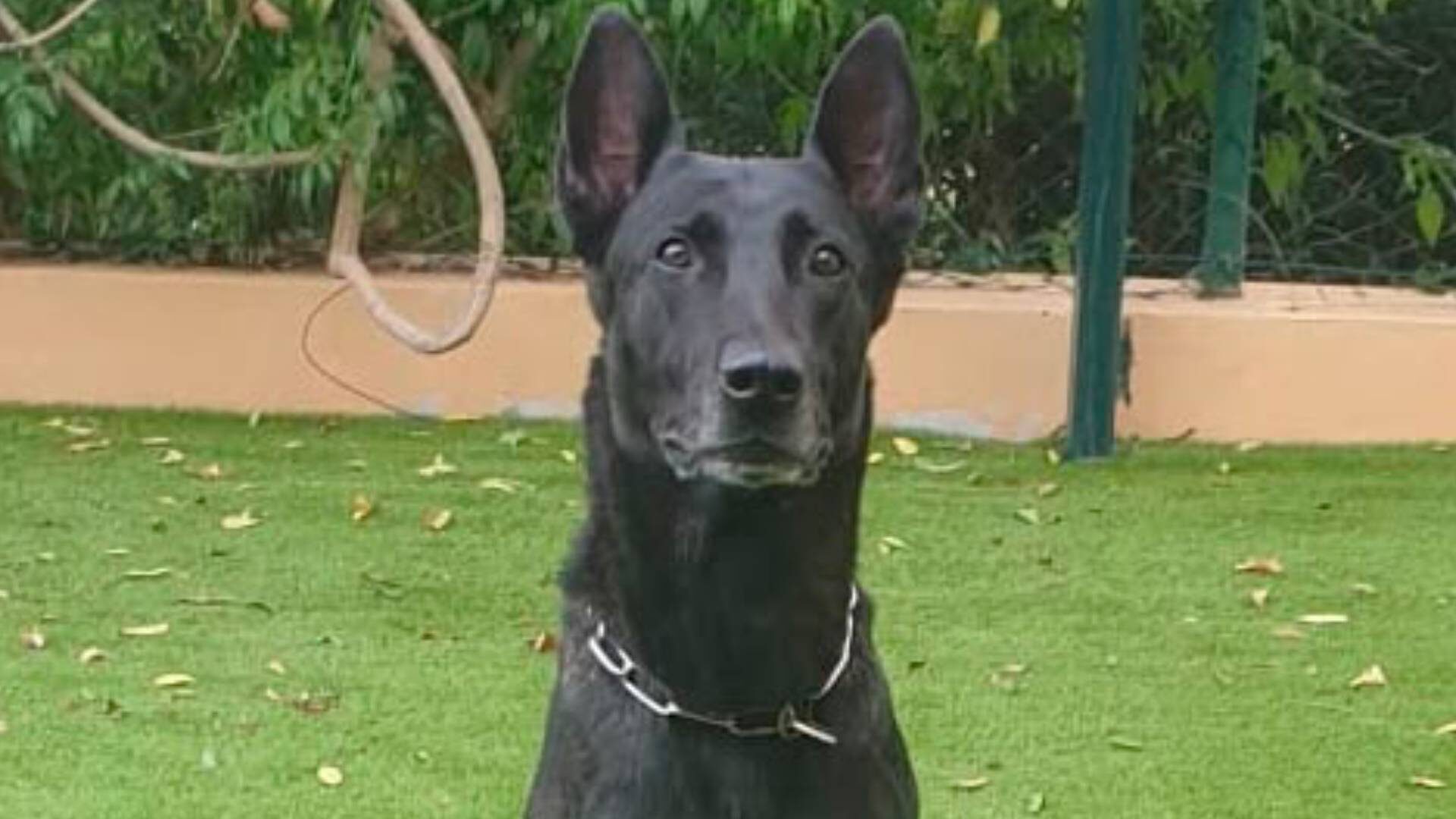 juper-perro-guardia-civil-granada