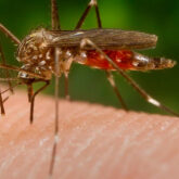 mosquito-virus