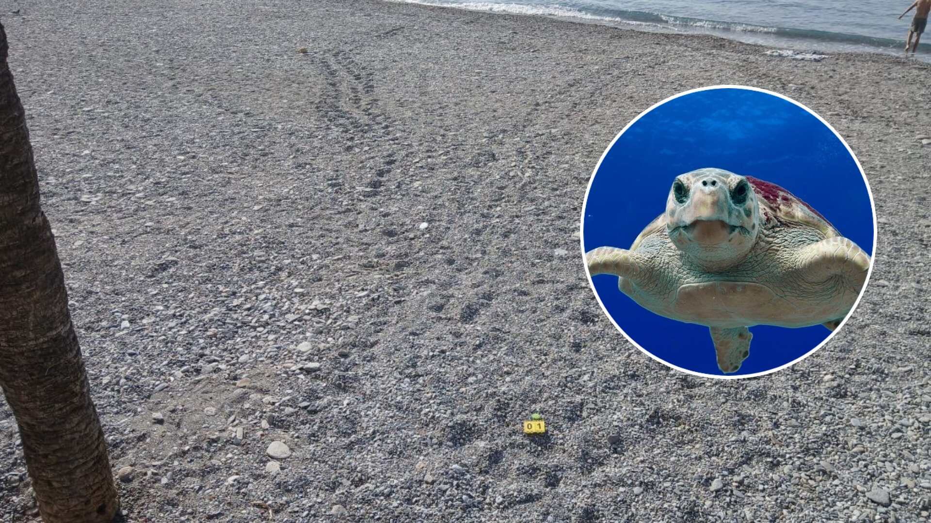 rastro-tortuga-boba-almunecar