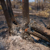 incendios-espana
