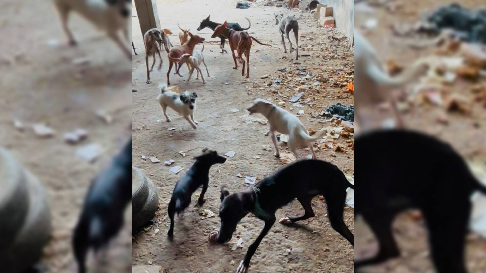 perros-pinos-puente