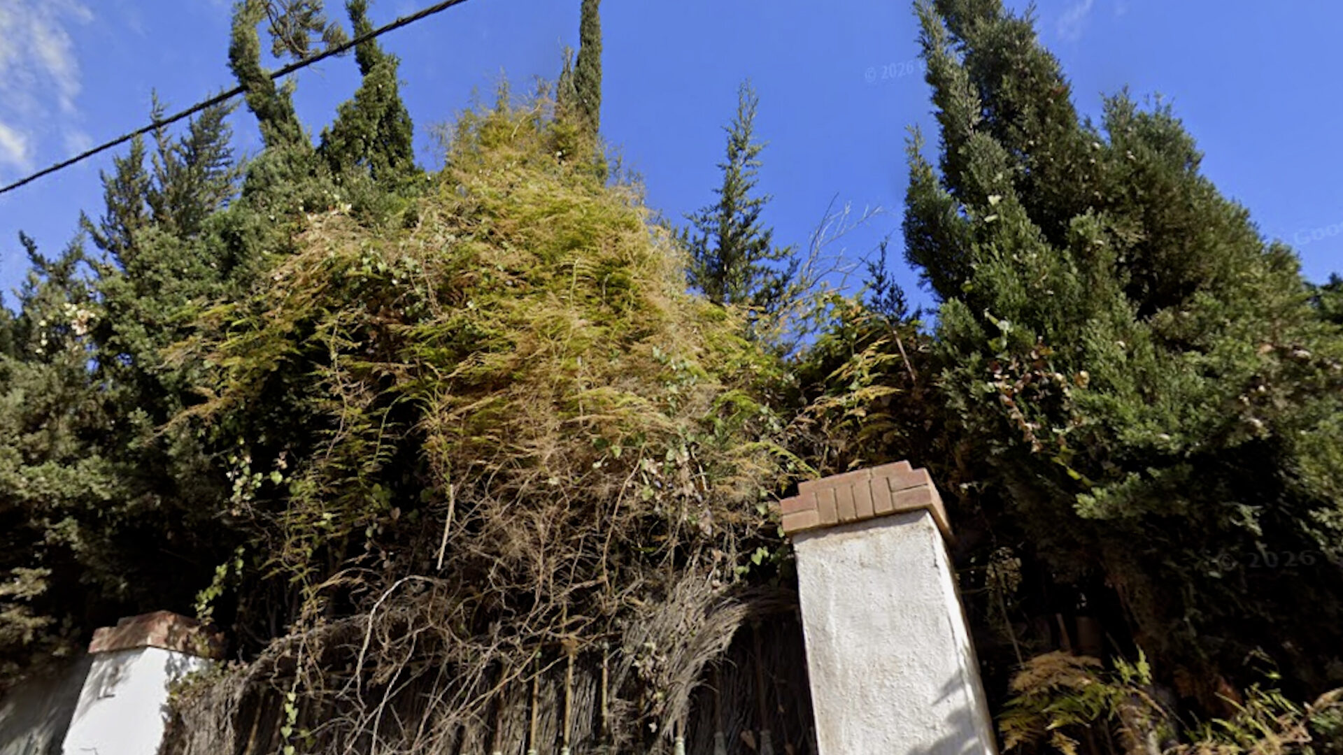 cipreses-