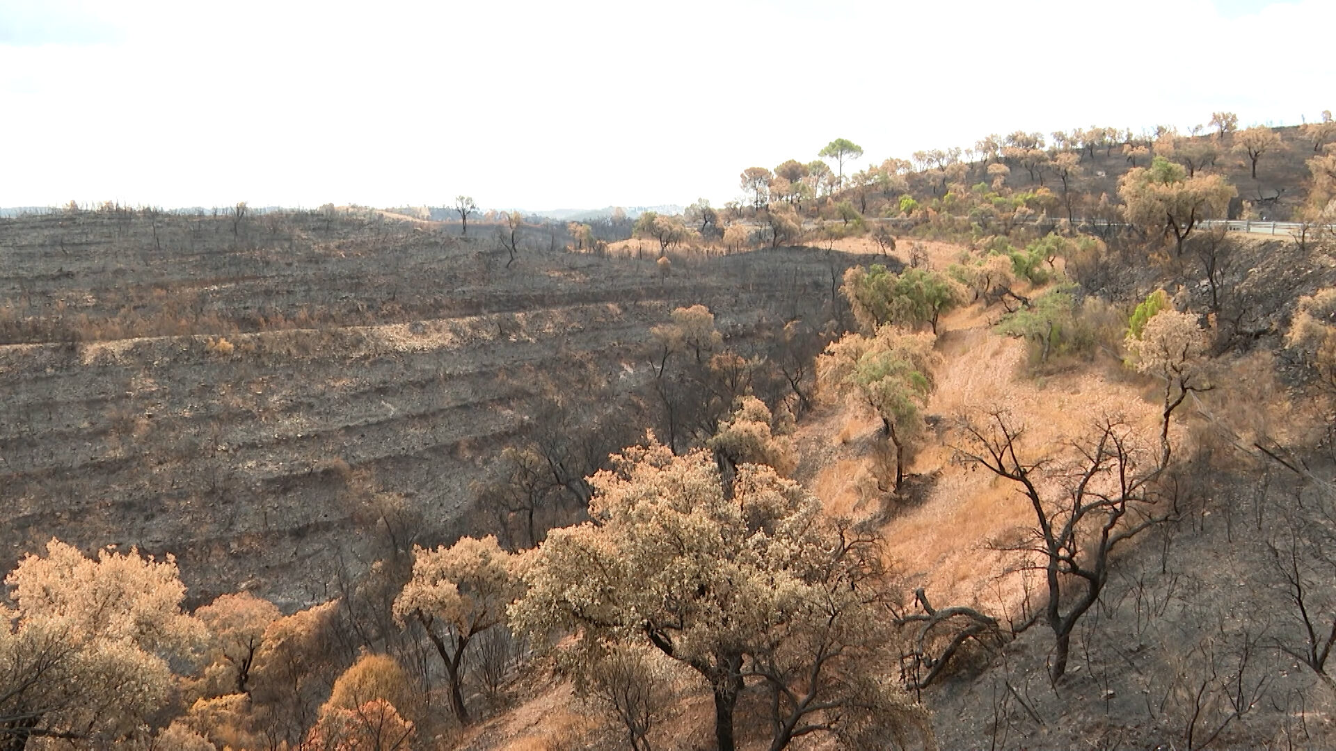 incendios-municipios-sevilla-piden-zona-catastrofica