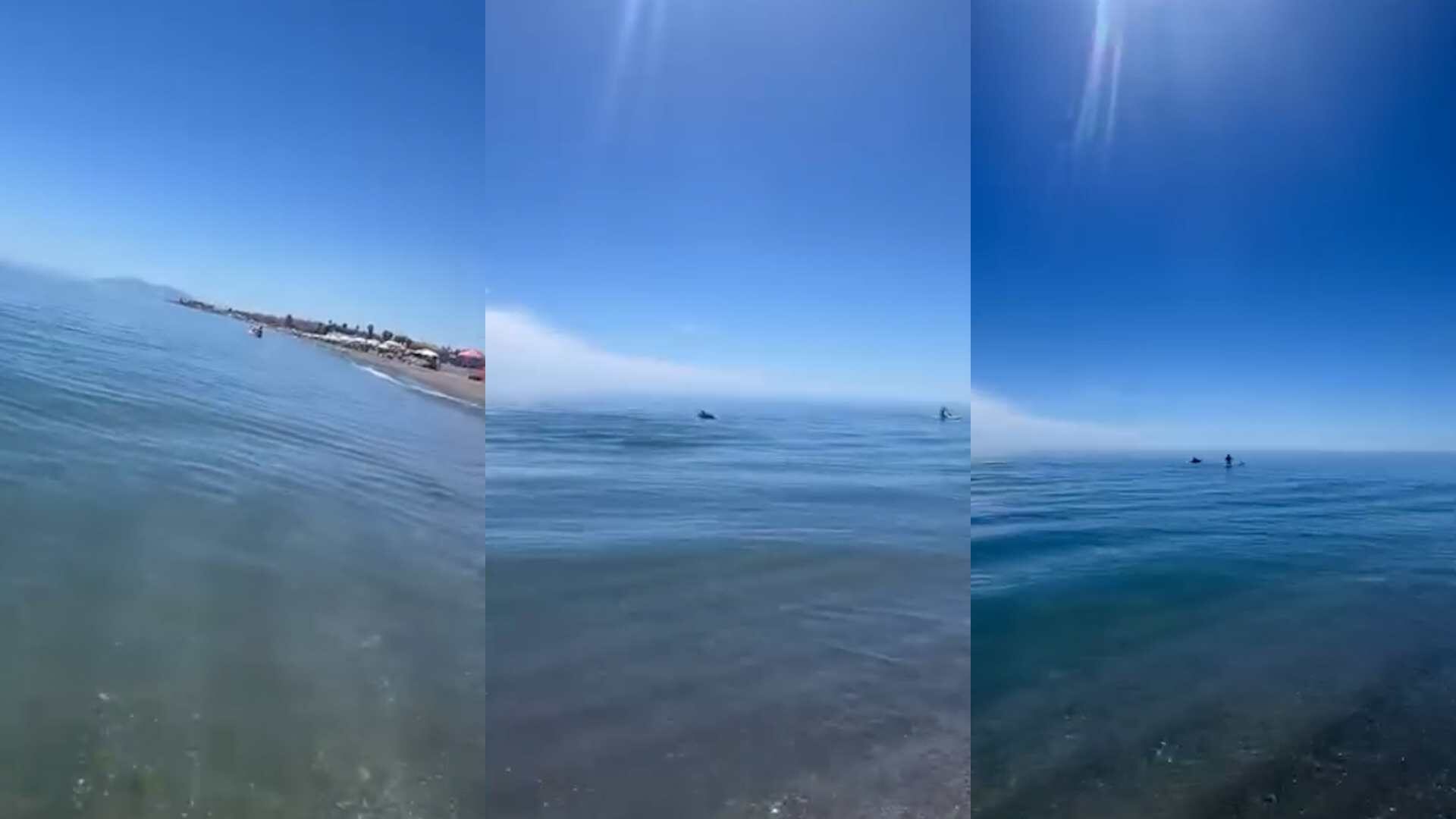 delfines-playa-velez-malaga