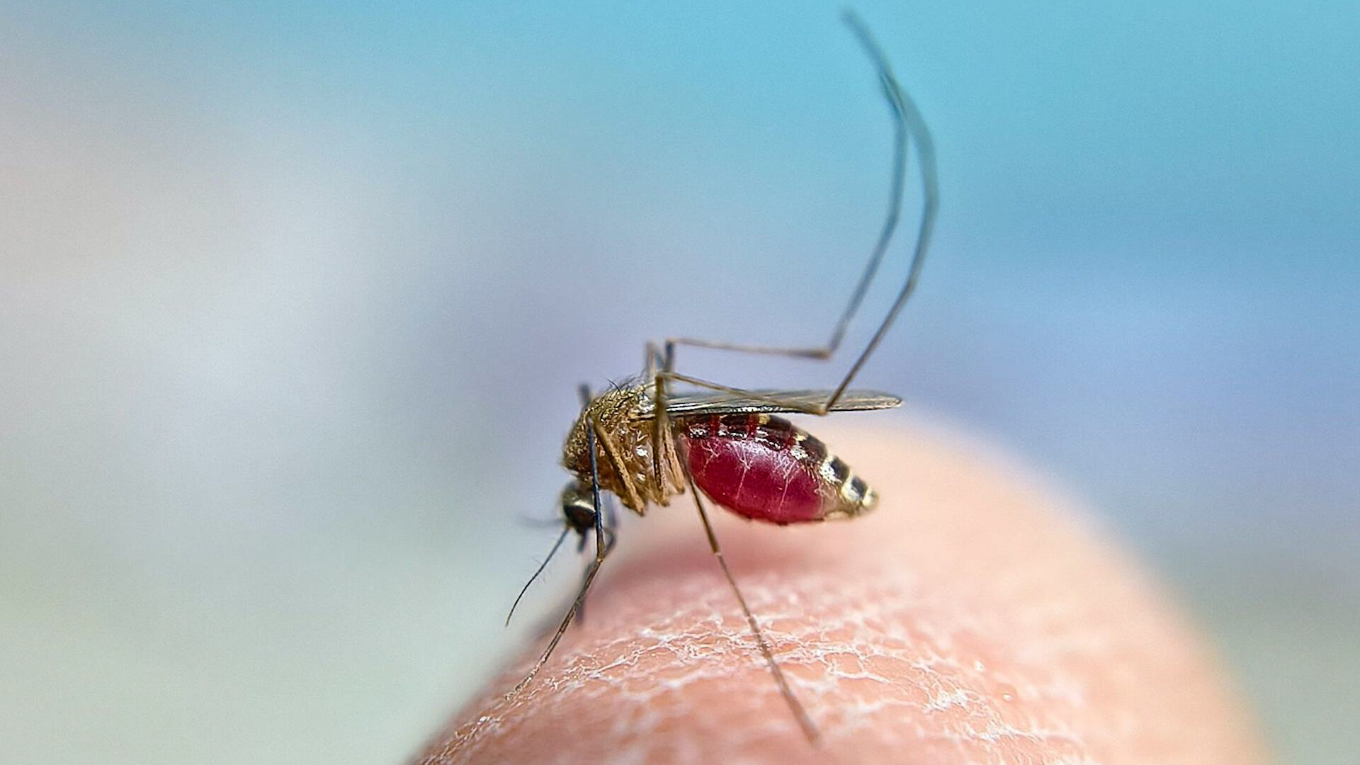mosquito-portador