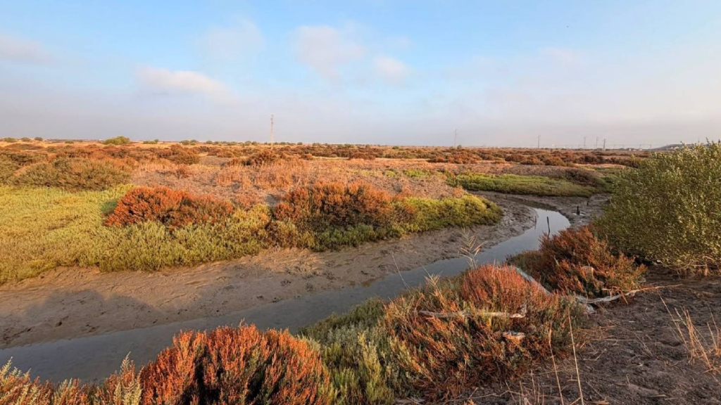 Chiclana recuperará la salina San Joaquín: un pionero «pulmón azul» contra el cambio climático