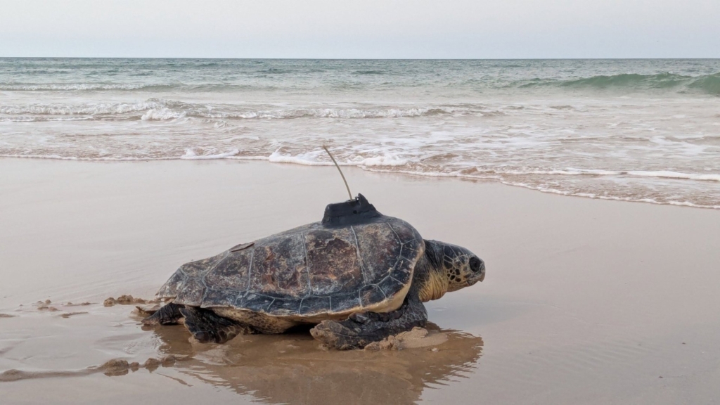 Andalucía libera 35 tortugas bobas por el litoral tras su recuperación y cuidado en 2026