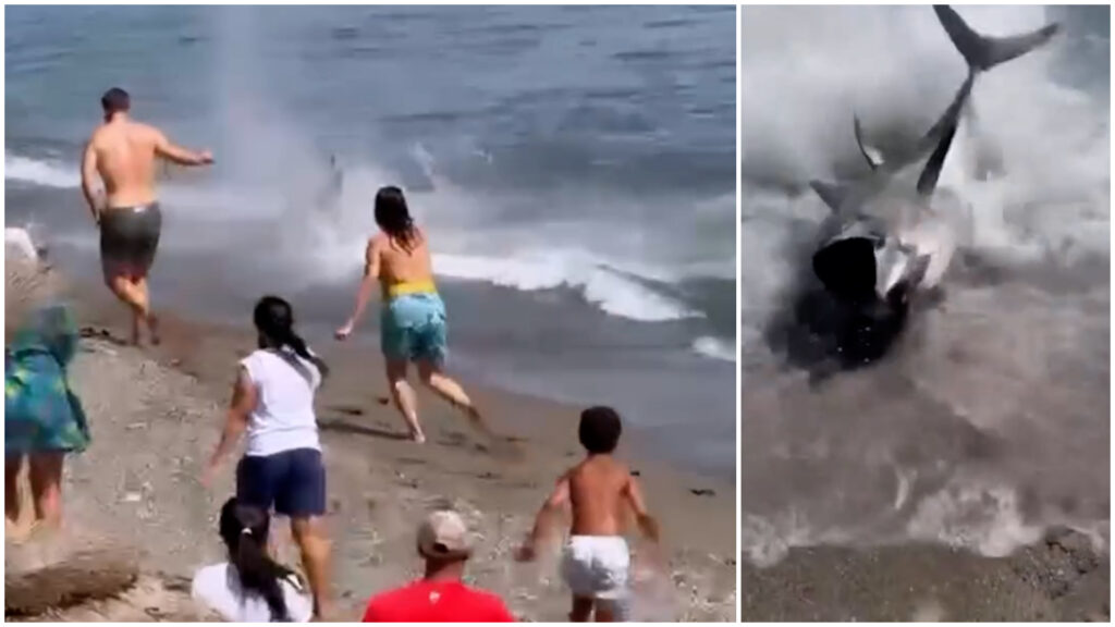 Susto en Marbella: un atún de gran tamaño sigue a un bañista hasta la orilla de la playa y queda varado