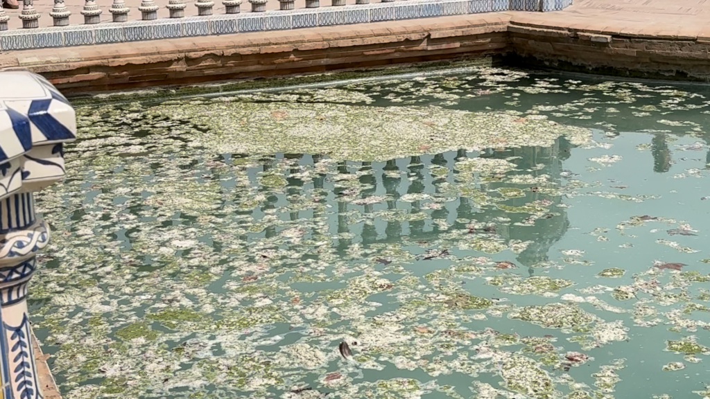 ¿Por qué se pone verde el agua de la ría de la Plaza de España de Sevilla?