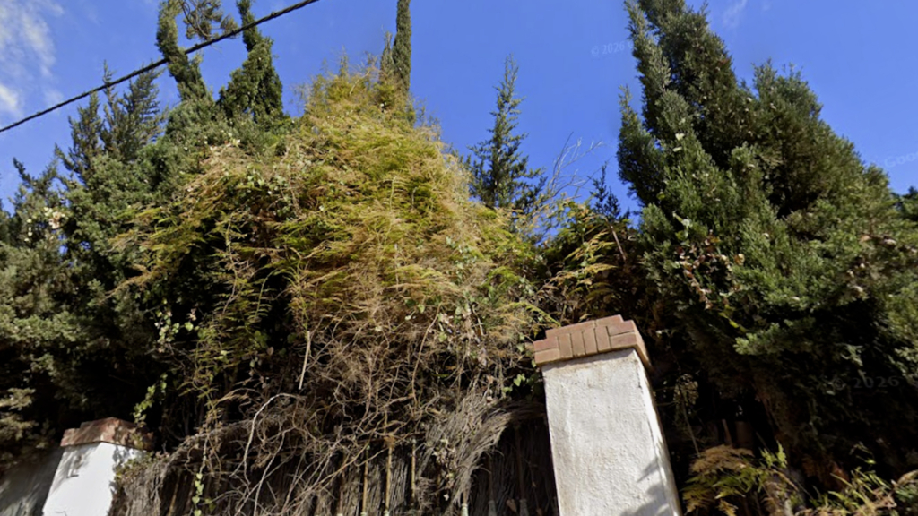 El Ayuntamiento de Málaga multa con más de 15.000 euros a un vecino por talar 20 árboles sin permiso enfrente de su casa