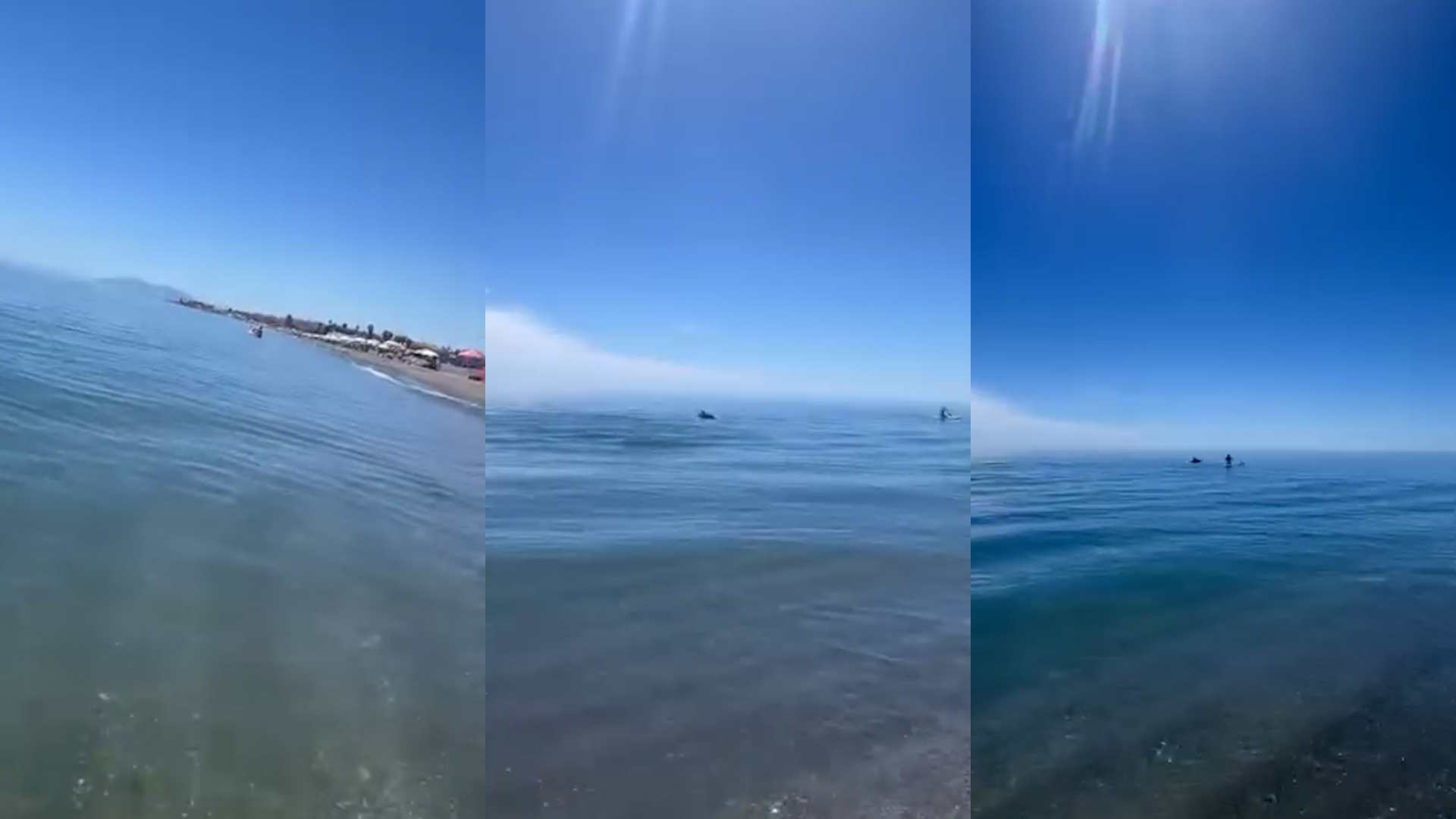 Varios delfines sorprenden cerca de la orilla y entre bañistas en una playa de Málaga