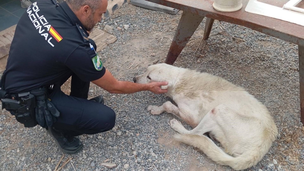 El dueño de un mastín en Granada, investigado por maltrato animal